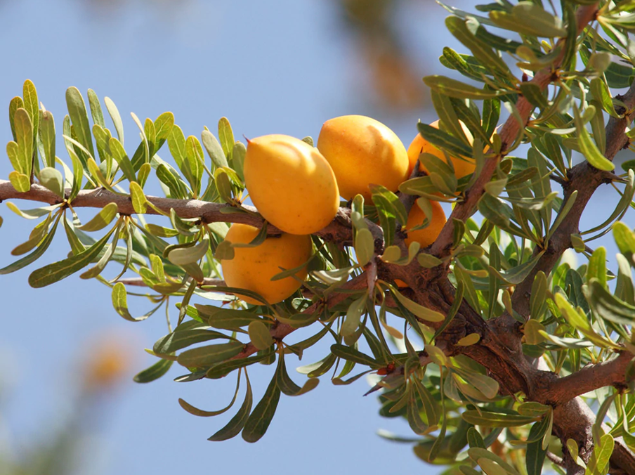 Argan Tree Fruit