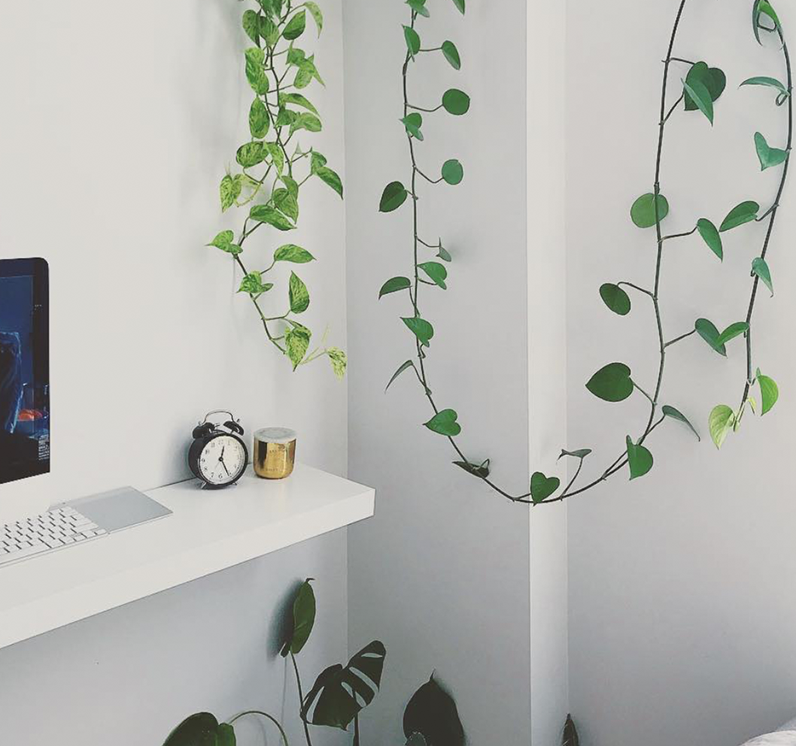 Plant indoors on the wall